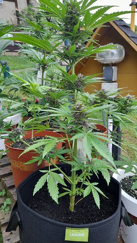 Growreport Bild 2