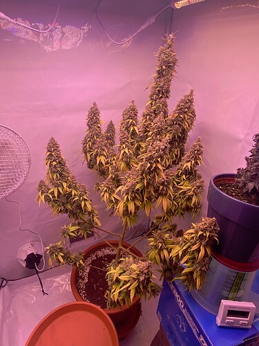 Growreport Bild 43