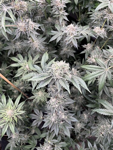 Growreport Bild 17