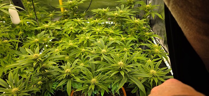 Growreport Bild 1