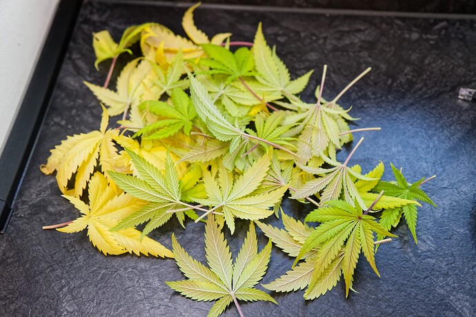 Growreport Bild 6