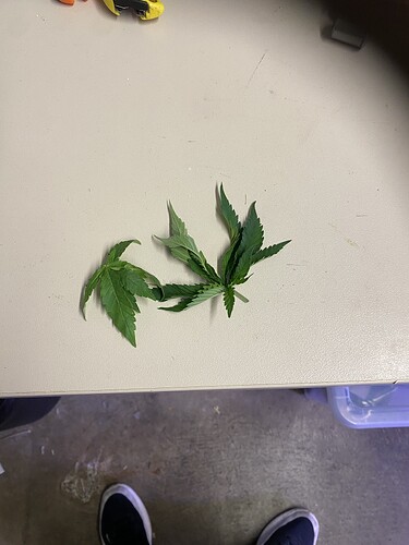 Growreport Bild 73