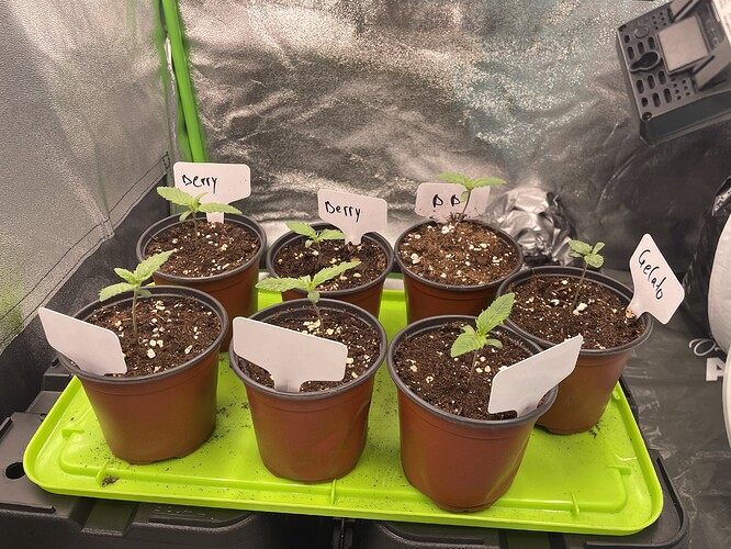Growreport Bild 1