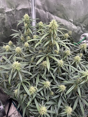 Growreport Bild 2
