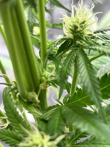 Nahaufnahme einer Cannabis-Pflanze in der Blütephase, die Anzeichen von Zwitterbildung (Bananen) zeigt.