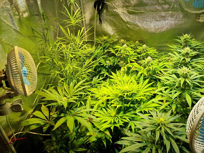 Mehrere Cannabispflanzen in der Blütephase in einem Growzelt, beleuchtet von einer Lampe. Zwei Ventilatoren sind sichtbar, einer links und einer rechts im Bild.