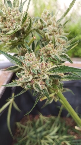 Growreport Bild 3