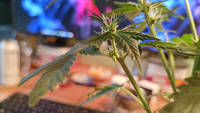 Growreport Bild 7