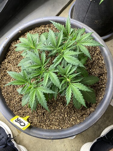 Growreport Bild 4