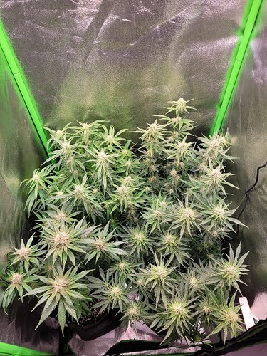 Growreport Bild 5