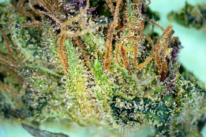 TK-Weed2