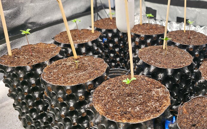 Growreport Bild 45