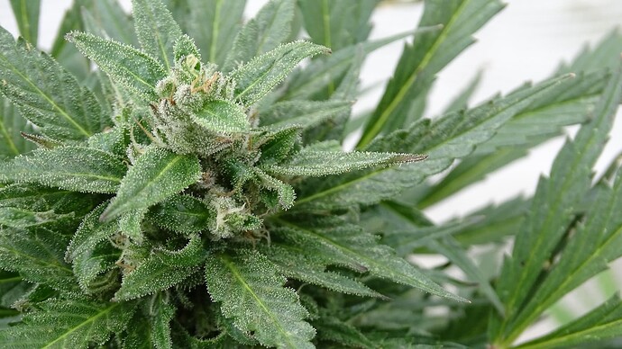 Growreport Bild 8