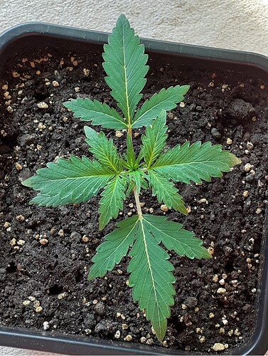 Growreport Bild 98