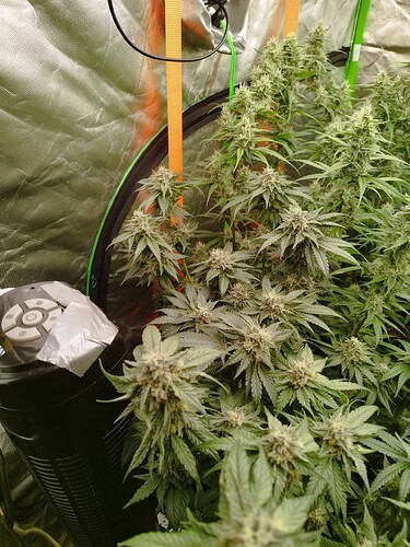 Mehrere blühende Cannabispflanzen in einem Zelt, mit einem Lüfter im Vordergrund.