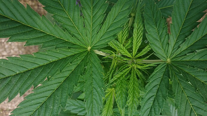 Growreport Bild 9