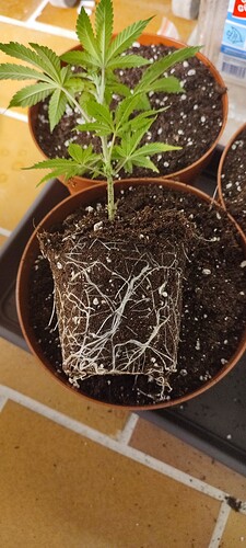 Growreport Bild 5