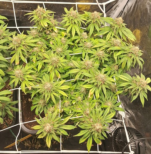 Growreport Bild 13
