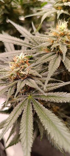 Growreport Bild 5