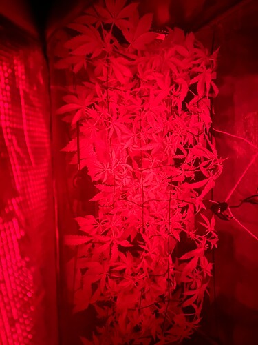 Growreport Bild 21