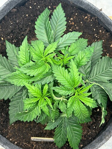 Growreport Bild 11