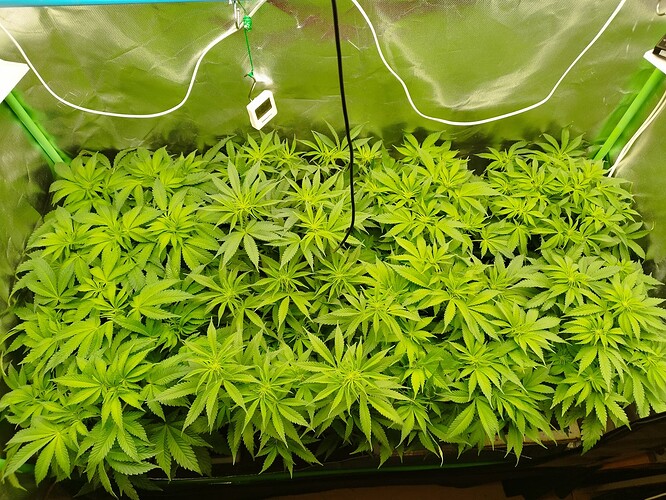 Growreport Bild 2