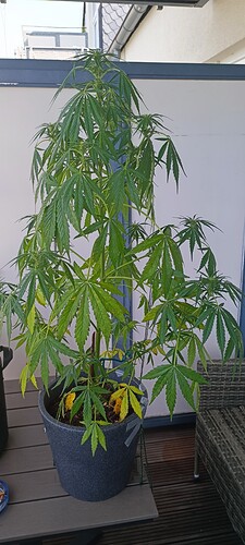IMG_20240618_095205