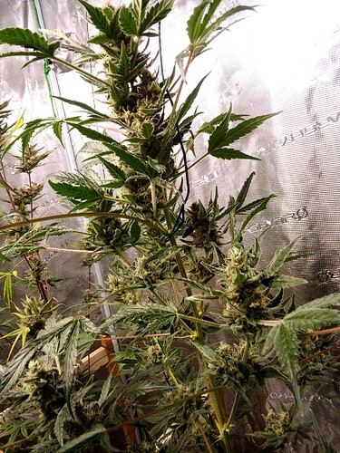 Growreport Bild 2