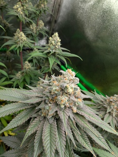 Growreport Bild 13