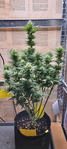 Growreport Bild 4