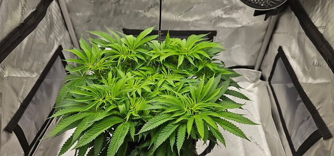 Growreport Bild 1