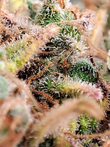 Growreport Bild 99
