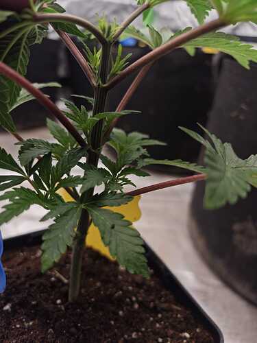 Growreport Bild 40