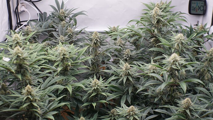 Growreport Bild 5