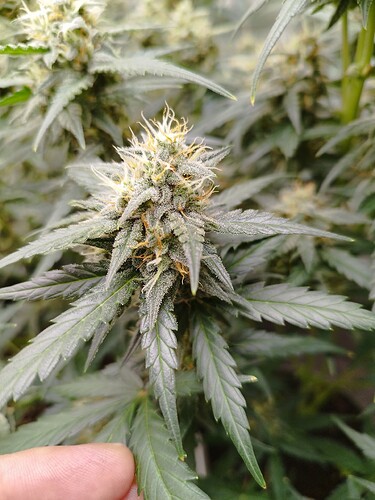 Nahaufnahme einer blühenden Cannabispflanze mit Trichomen und orangefarbenen Stempeln.