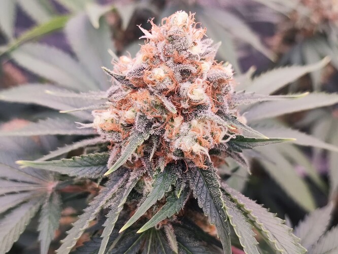 Growreport Bild 26