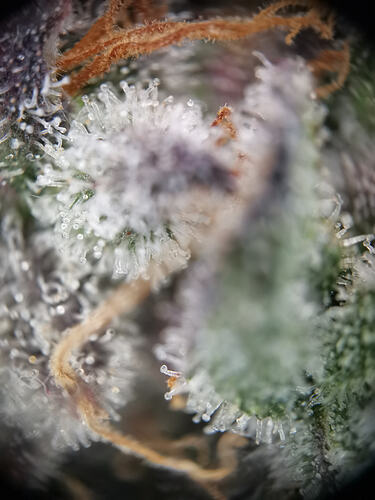 Growreport Bild 26