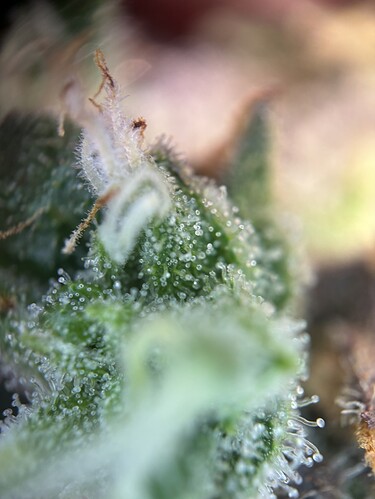 Growreport Bild 17