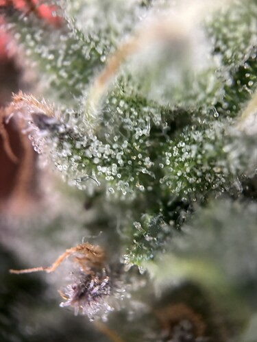 Growreport Bild 55