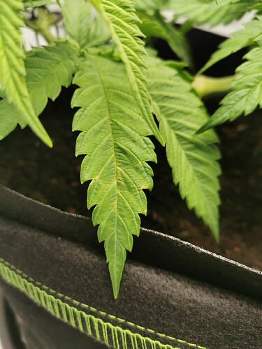 Growreport Bild 20