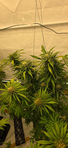 Growreport Bild 2