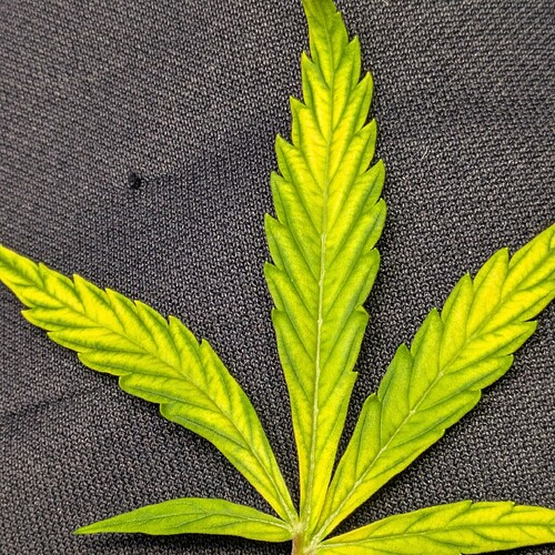 Growreport Bild 2