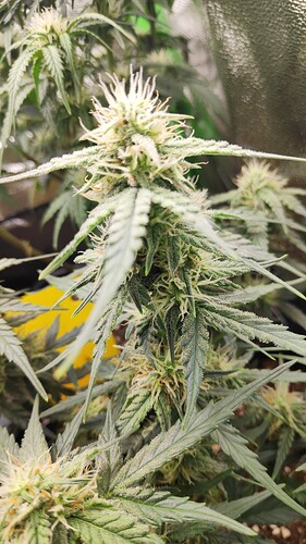 Growreport Bild 2