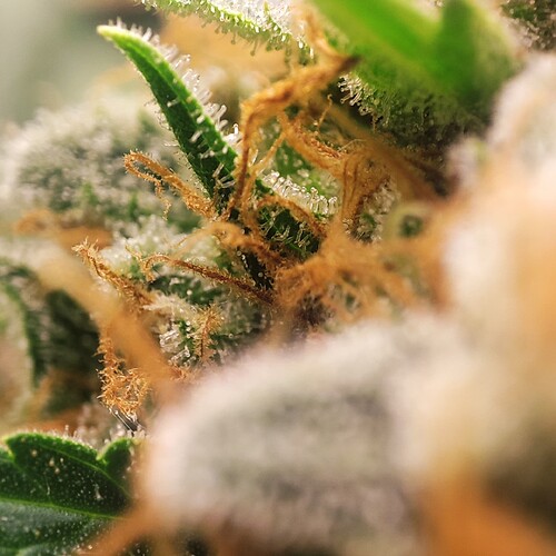 Growreport Bild 65