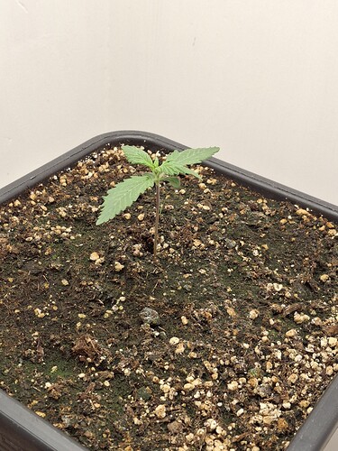 Growreport Bild 20