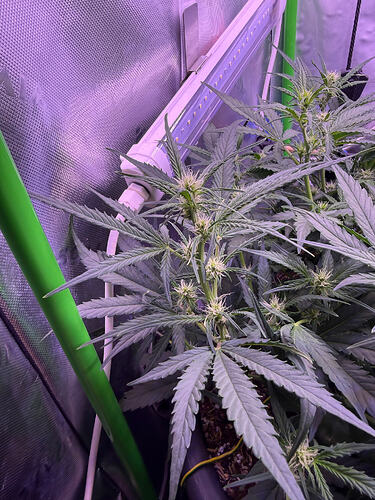 Growreport Bild 52