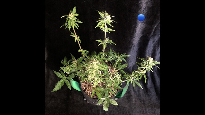 Growreport Bild 17