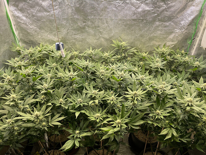 Growreport Bild 2
