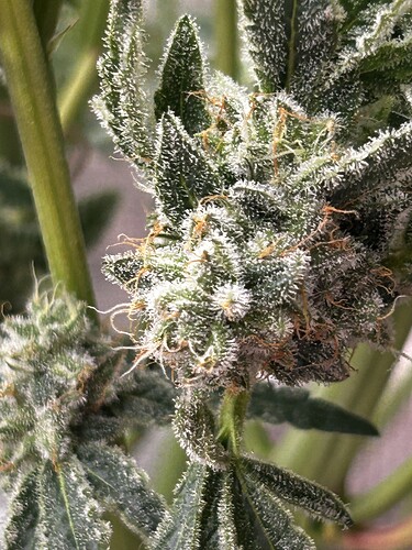 Growreport Bild 64
