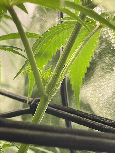 Growreport Bild 28